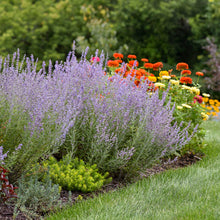 Load image into Gallery viewer, Perovskia 'Denim N Lace' - Russian Sage