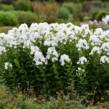 Load image into Gallery viewer, Phlox pan. 'Backlight' - Garden Phlox
