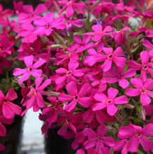 Load image into Gallery viewer, Phlox doug. 'Crackerjack' - Moss Phlox