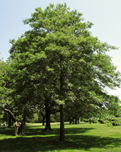 Load image into Gallery viewer, Quercus palustris - Pin Oak