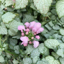 Load image into Gallery viewer, Lamium 'Pink Pewter'