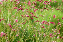 Load image into Gallery viewer, Sanguisorba 'Pink Elephant'