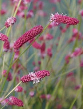 Load image into Gallery viewer, Sanguisorba 'Pink Elephant'