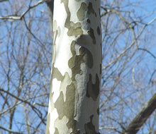 Load image into Gallery viewer, Platanus occidentalis - American Sycamore