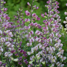 Load image into Gallery viewer, Baptisia 'Plum Rosy' - False Indigo