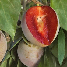Load image into Gallery viewer, Prunus 'Elephant Heart' - Plum