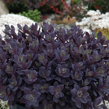 Load image into Gallery viewer, Sedum 'Plum Dazzled'