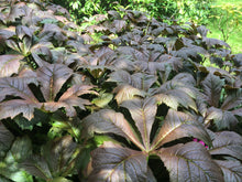 Load image into Gallery viewer, Rodgersia podophylla