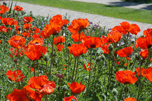 Load image into Gallery viewer, Papaver or. 'Brilliant'