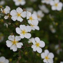 Load image into Gallery viewer, Potentilla 'Happy Face White'