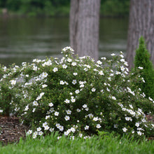 Load image into Gallery viewer, Potentilla 'Happy Face White'