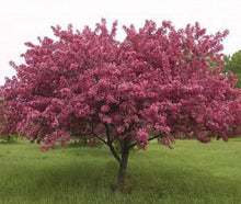 Load image into Gallery viewer, Malus 'Prairiefire' - Crabapple