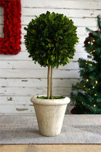 Load image into Gallery viewer, Boxwood Ball Topiary