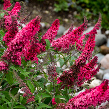 Load image into Gallery viewer, Buddleia ’Prince Charming’ - Butterfly Bush