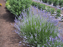 Load image into Gallery viewer, Lavandula int. 'Provence' - Lavender