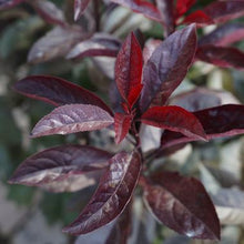 Load image into Gallery viewer, Prunus cistena - Sand Cherry