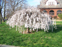 Load image into Gallery viewer, Prunus 'Snow Fountain' - Weeping Cherry Tree