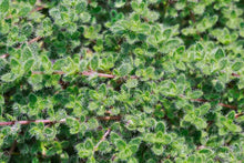 Load image into Gallery viewer, Thymus pseudolanuginosis