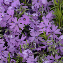 Load image into Gallery viewer, Phlox sub. 'Purple Beauty'