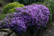 Load image into Gallery viewer, Phlox sub. 'Purple Beauty'