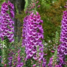 Load image into Gallery viewer, Digitalis purp. 'Dalmation Purple' - Foxglove