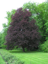 Load image into Gallery viewer, Fagus sylvatica 'Riversii'