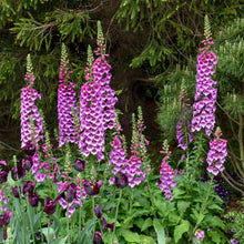 Load image into Gallery viewer, Digitalis purp. 'Dalmation Purple' - Foxglove