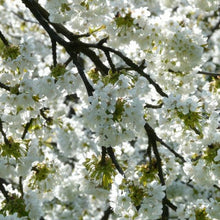 Load image into Gallery viewer, Prunus 'Rainier' - Sweet Cherry