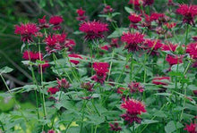 Load image into Gallery viewer, Monarda ‘Raspberry Wine’ - Beebalm