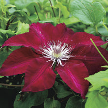 Load image into Gallery viewer, Clematis 'Rebecca'