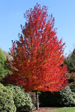 Load image into Gallery viewer, Acer rubrum &#39;Redpointe&#39; - Red Maple
