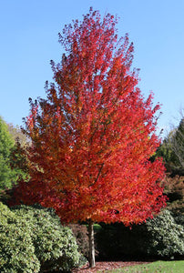 Acer rubrum 'Redpointe' - Red Maple