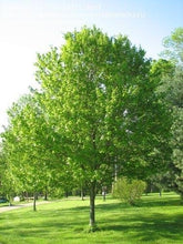 Load image into Gallery viewer, Acer rubrum 'Red Sunset' - Red Maple