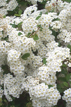Load image into Gallery viewer, Spirea x van. 'Renaissance'