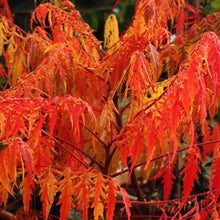 Load image into Gallery viewer, Rhus typhina 'Tiger Eyes'