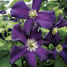 Load image into Gallery viewer, Clematis &#39;Romantika&#39;
