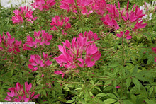 Load image into Gallery viewer, Cleome 'Sparkler Rose'