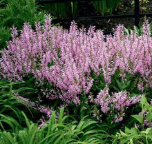 Load image into Gallery viewer, Salvia 'Rose Rhapsody'