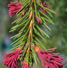 Load image into Gallery viewer, Picea abies ‘Rubra Spicata’