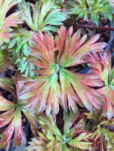 Load image into Gallery viewer, Aconitum 'Royal Flush' - Aconite