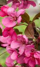 Load image into Gallery viewer, Malus 'Royal Raindrops' - Crabapple