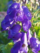 Load image into Gallery viewer, Aconitum 'Royal Flush' - Aconite