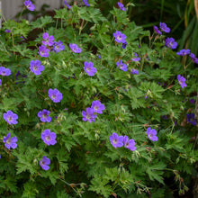 Load image into Gallery viewer, Geranium 'Rozanne'