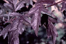 Load image into Gallery viewer, Malus 'Royal Raindrops' - Crabapple