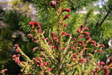 Load image into Gallery viewer, Picea abies ‘Rubra Spicata’