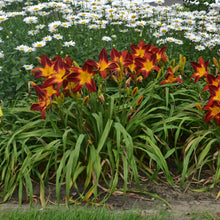 Load image into Gallery viewer, Hemerocallis 'Ruby Spider'