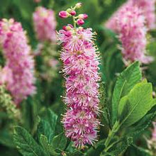 Load image into Gallery viewer, Clethra alnifolia 'Ruby Spice'