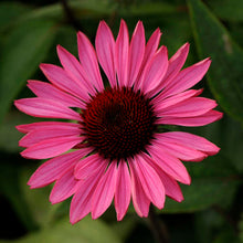 Load image into Gallery viewer, Echinacea 'Ruby Star'