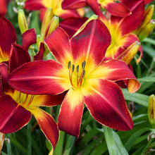 Load image into Gallery viewer, Hemerocallis 'Ruby Spider'