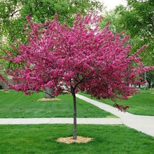 Load image into Gallery viewer, Malus 'Royal Raindrops' - Crabapple